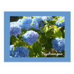 Hydrangea azul ensolarado cartoes postais
