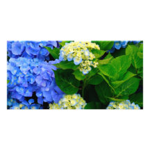 Hydrangeas Cartão Com Fotos