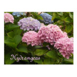 Hydrangeas Cartão Postal