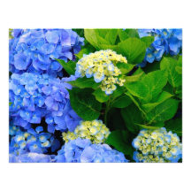 Hydrangeas Convites