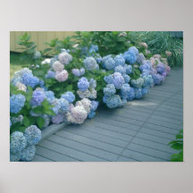Hydrangeas de Cape Cod Posters