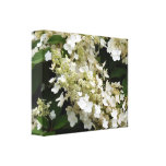 Hydrangeas do véu do casamento impressão de canvas esticadas
