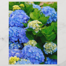 Hydrangeas Panfleto Personalizados