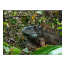 Iguana da selva impressão fotográficas