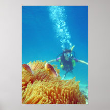 Ilha da phi da phi (LC) Poster