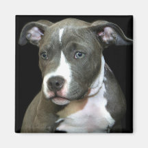 Ímã azul do filhote de cachorro de Pitbull Imas