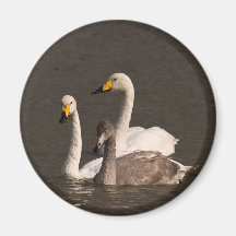 Ímã da família da cisne ima de geladeira