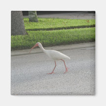 Ímã de passeio dos íbis ima