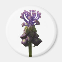 Ímã do jacinto de uva imãs de geladeira
