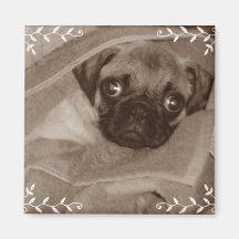 Ímã do Pug do filhote de cachorro Imas