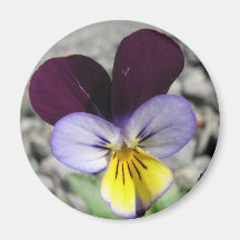Ímã floral com flor de Heartsease Imas De Geladeira