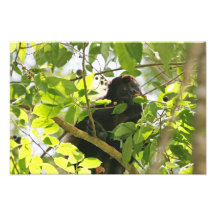 Imagem do macaco de Howler Foto Artes