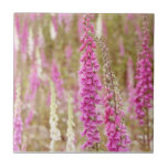 Imagem dos Foxgloves Azulejo De Cerâmica