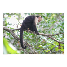 Imagem selvagem do macaco foto artes