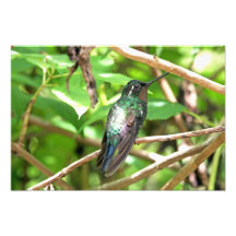 Imagem tropical do colibri arte de fotos