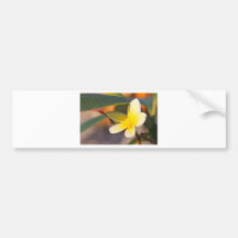 IMG_0968.JPG ADESIVOS