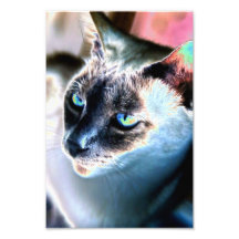Impressão alterado arisco da foto do gato Siamese