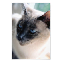 Impressão arisco da foto do gato Siamese