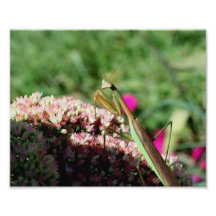 Impressão bonito da natureza da louva-a-deus Prayi Impressão De Foto