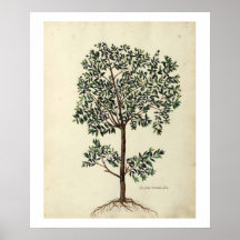 Impressão botânico do poster da oliveira