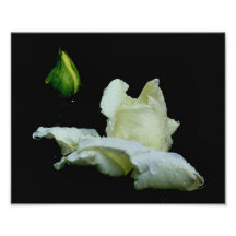 Impressão branco macro da flor dos pingos de chuva impressão fotográfica