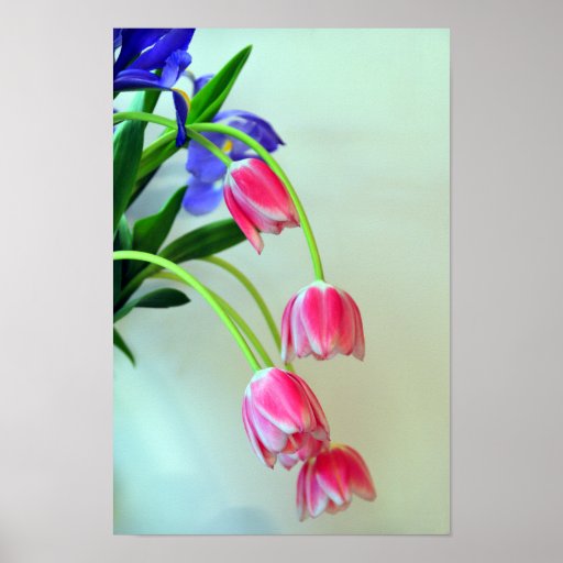 Impressão cor-de-rosa das tulipas