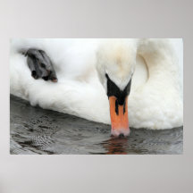 Impressão da cisne