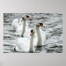 Impressão da cisne