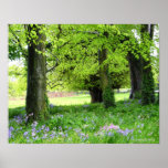 Impressão da floresta do Bluebell do primavera