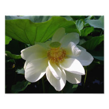 Impressão da foto com a flor de Lotus branco delic