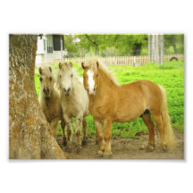 Impressão da foto da fazenda do cavalo de três pôn