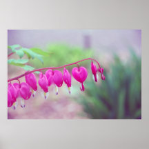 impressão da foto das canvas - corações de sangram