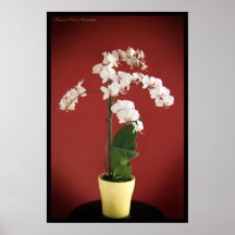 Impressão da planta da orquídea