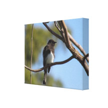 Impressão das canvas - Flycatcher na árvore Impressão De Canvas Envolvidas