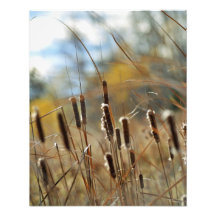 Impressão de Framable dos Cattails Artes De Fotos