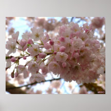 Impressão do poster da flor branca do impressão da
