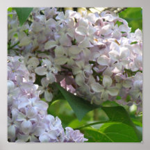 Impressão do poster do Lilac