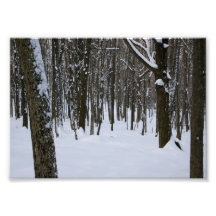 Impressão fotográfico nevado das árvores 5x7
