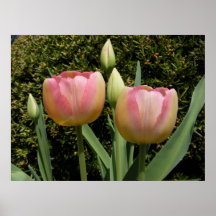 Impressão fresco do ~ das tulipas