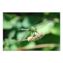 Impressão oriental da libélula de Pondhawk Foto
