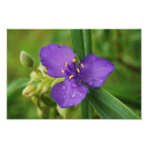 Impressão roxo da flor do Spiderwort de Virgínia Impressão De Foto