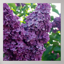 Impressões roxos do poster dos Lilacs