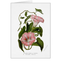 Incarnata das variedades do sepium do Calystegia Cartoes