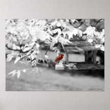 Infravermelho cardinal posters