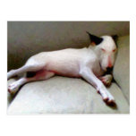 Inglês bull terrier cartao postal