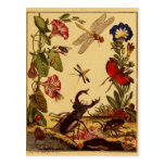 Insetos 1764 cartoes postais