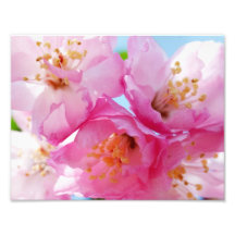 Inspiração cor-de-rosa da pétala fotografia