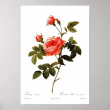 Intermis de Rosa Posters