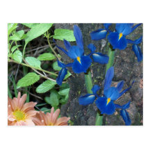 Íris azul com mães da margarida cartoes postais