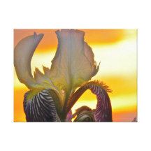 Íris no por do sol impressão em canvas